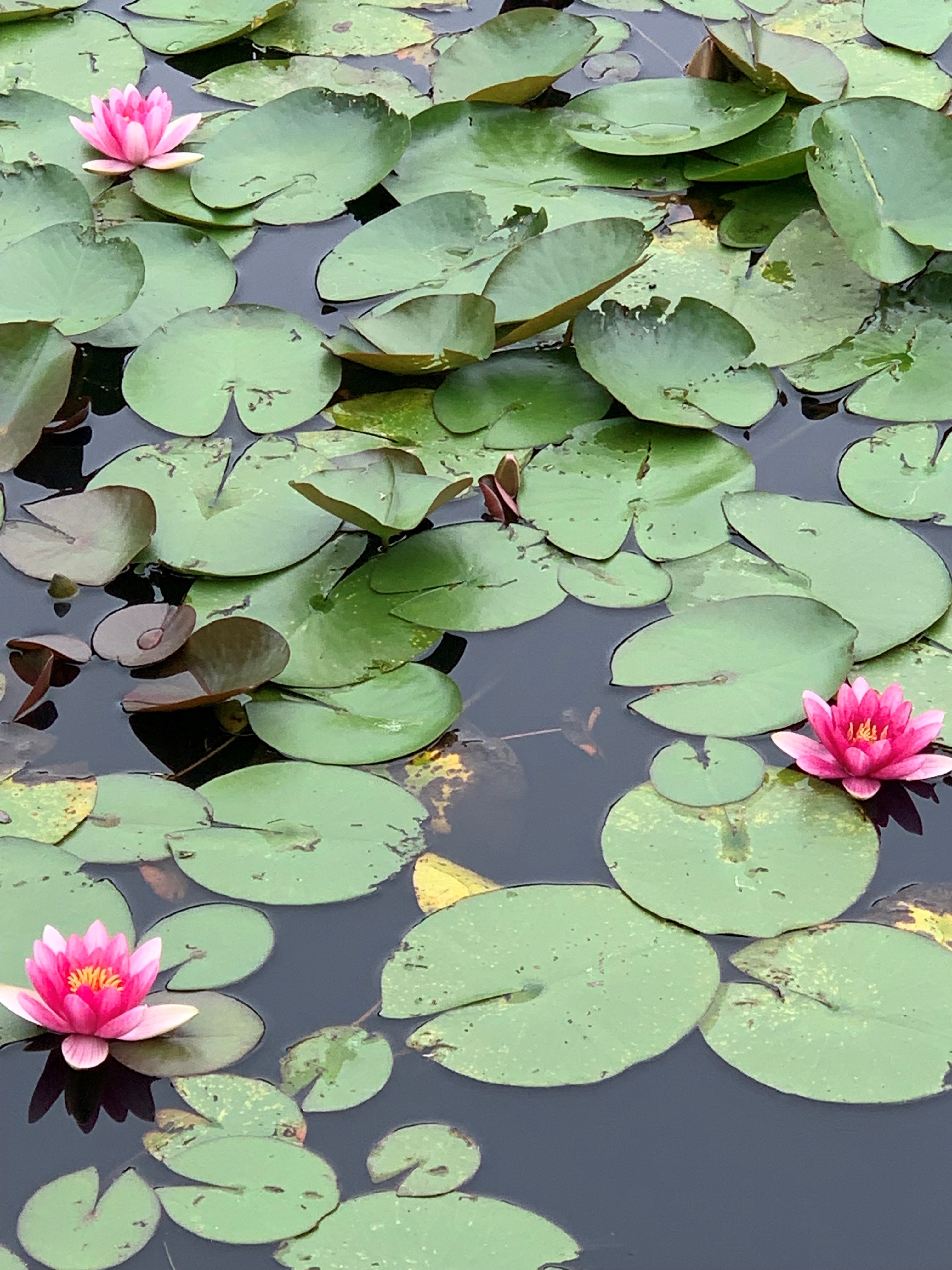 Picture of Water Lilies